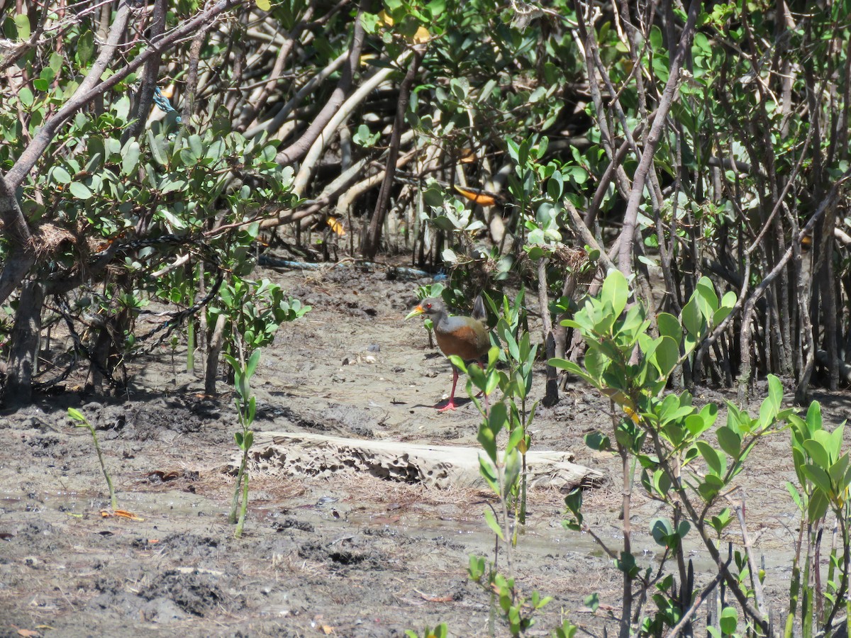 mangroverikse - ML612641591