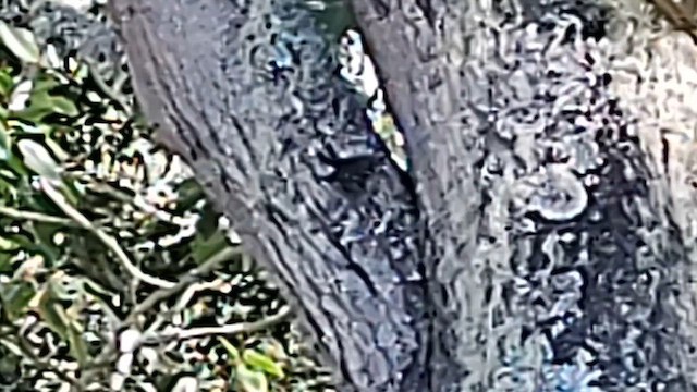 Hawaii-Sichelkleidervogel - ML612641662