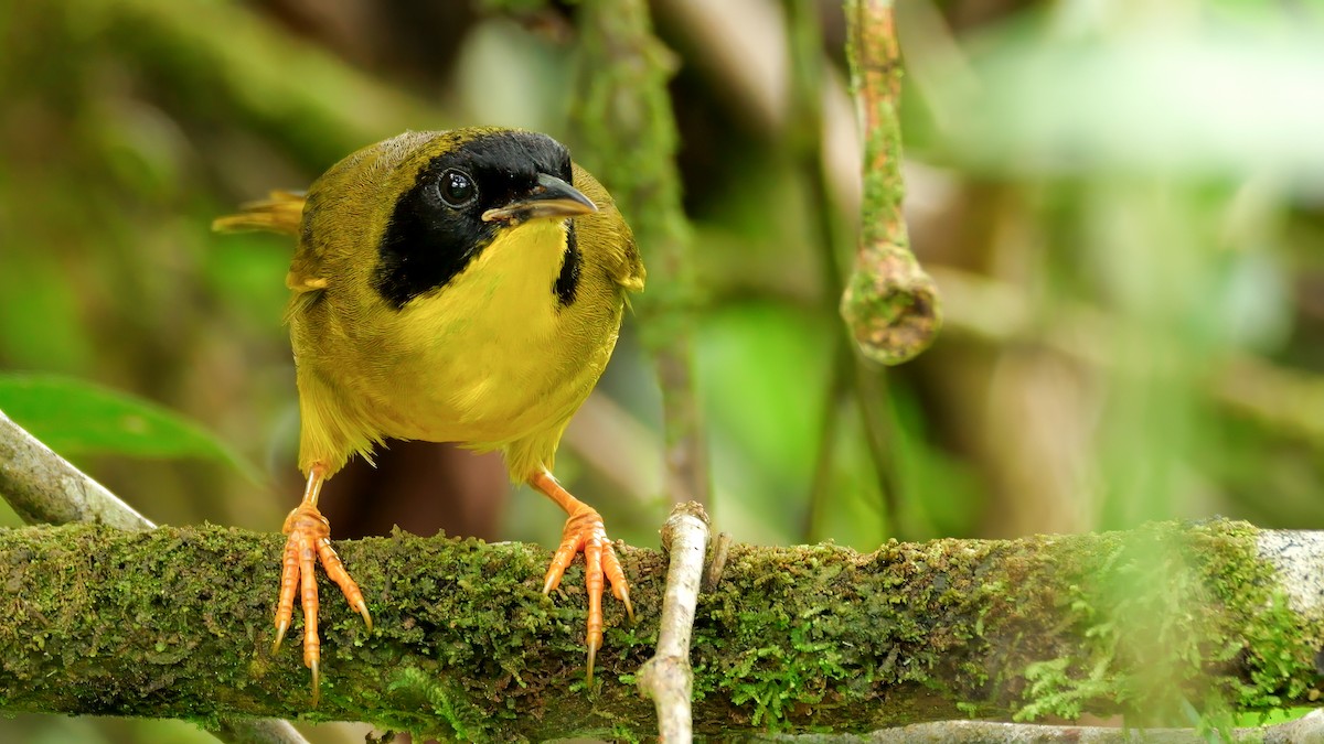 Olive-crowned Yellowthroat - ML612641700