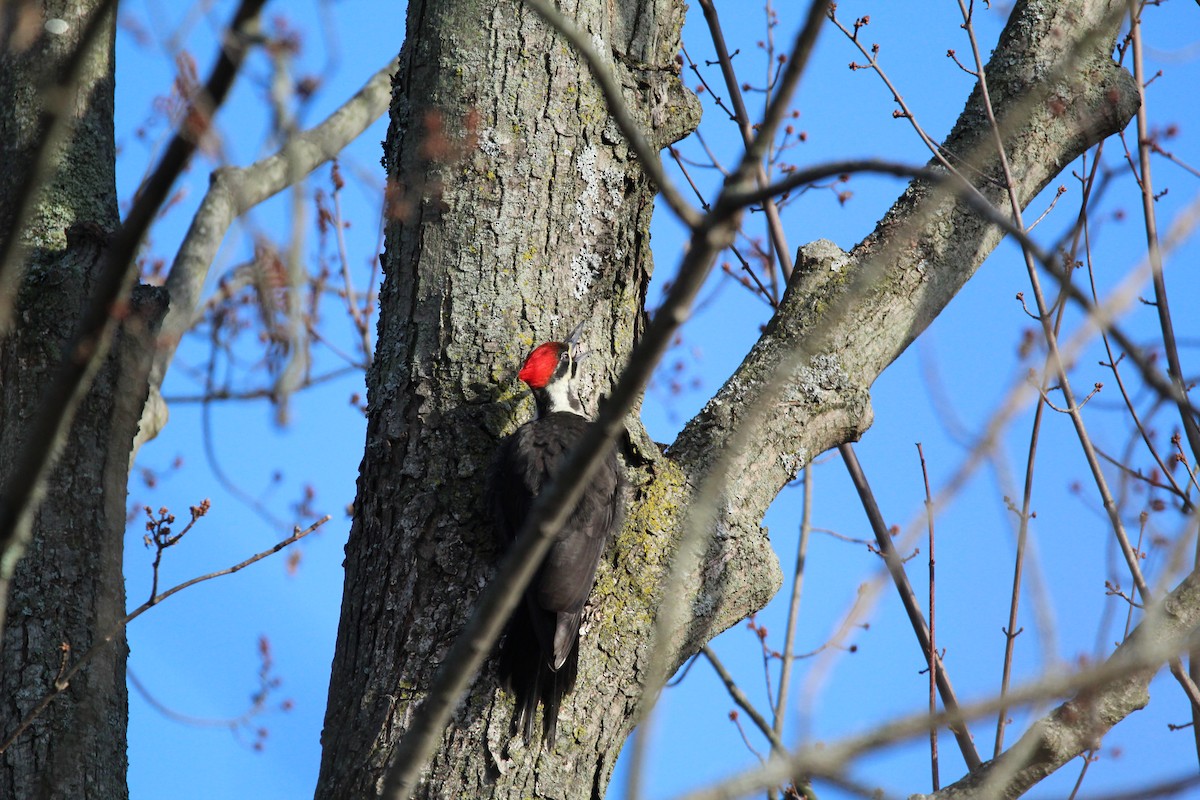 Pileated Woodpecker - Pam Inzinna