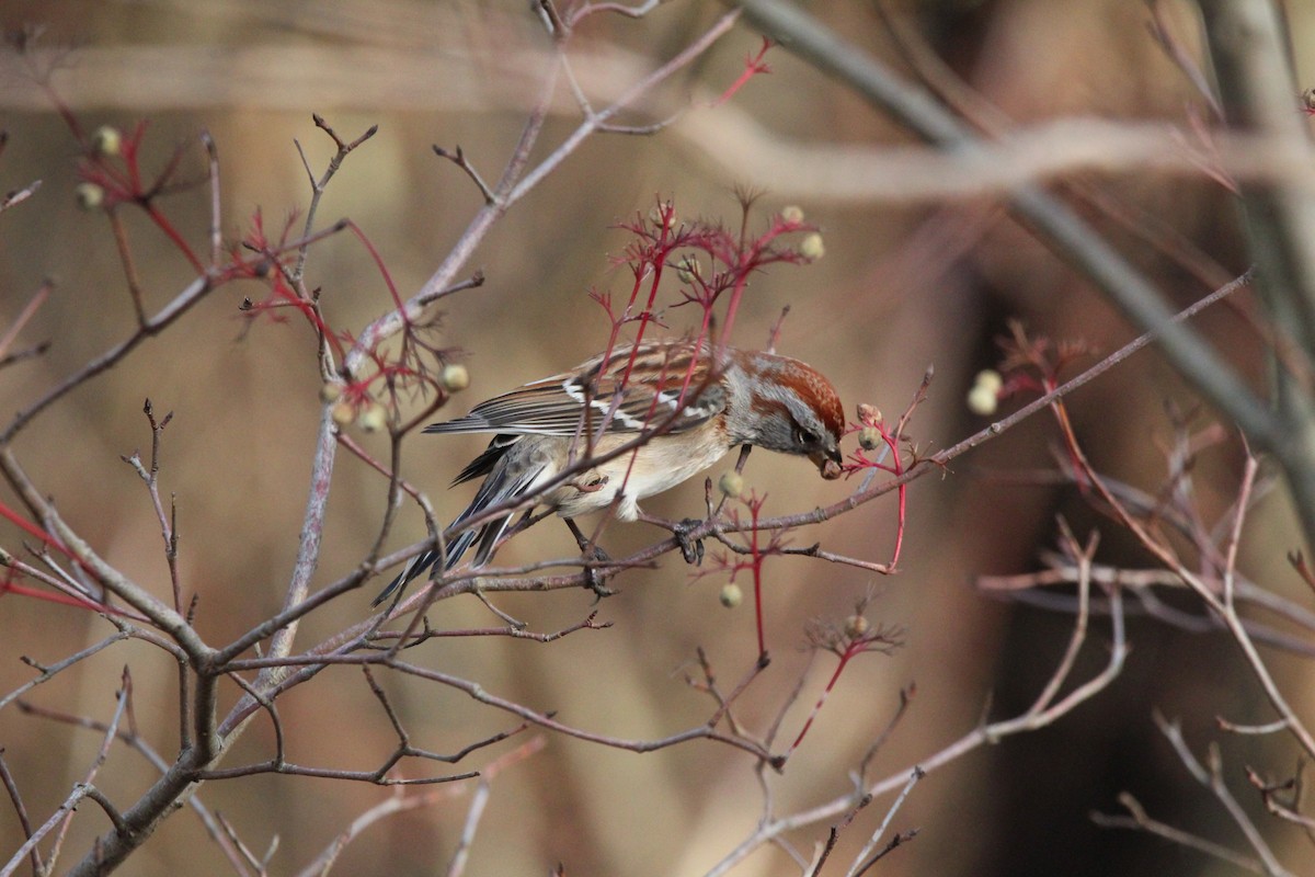 American Tree Sparrow - ML612641811