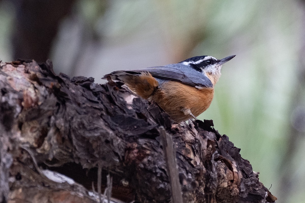 Red-breasted Nuthatch - Tim Horvath
