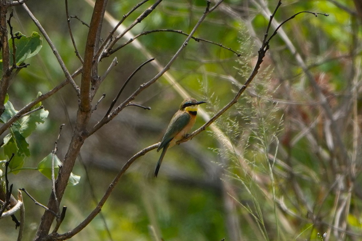 Little Bee-eater - ML612642040