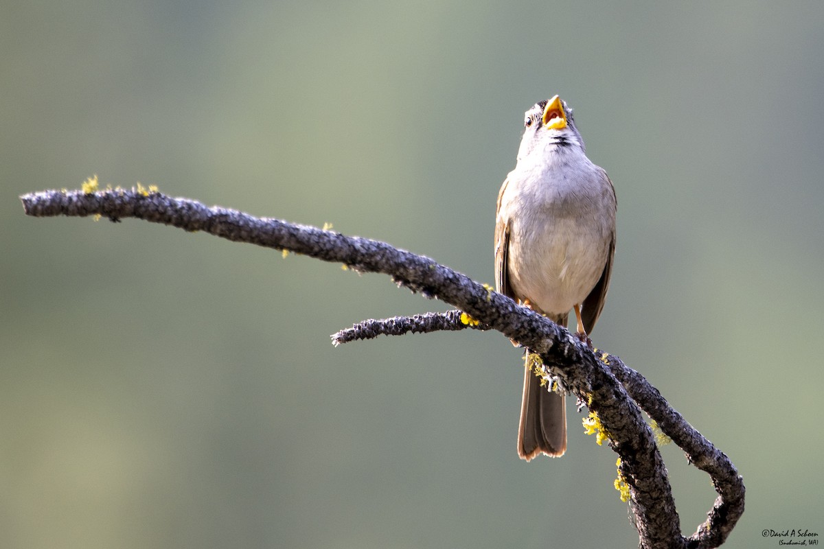 White-crowned Sparrow - ML612642231