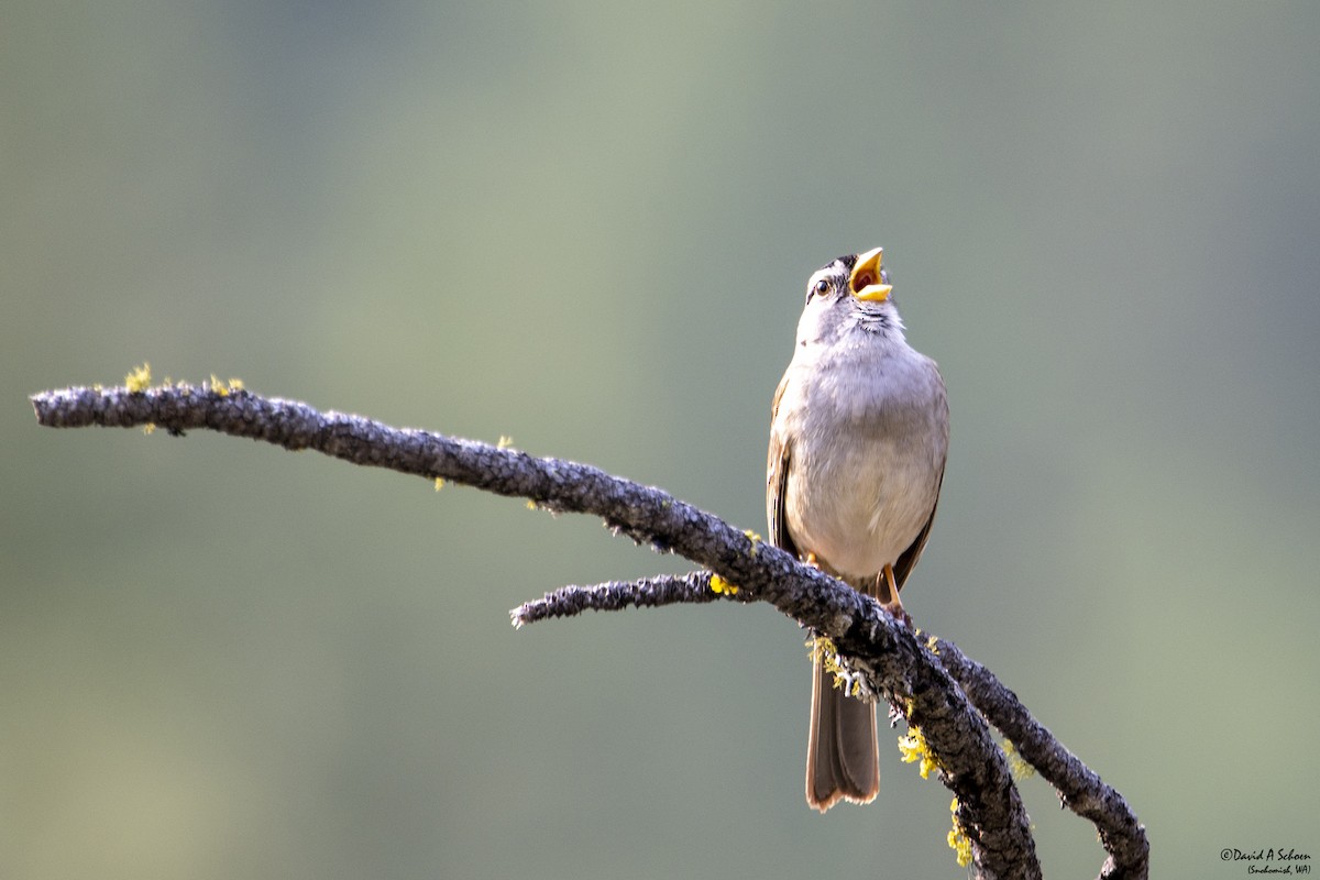 White-crowned Sparrow - ML612642232
