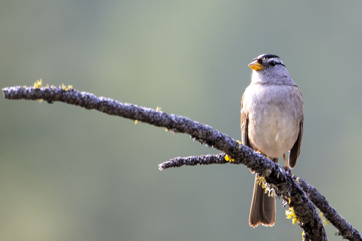 White-crowned Sparrow - ML612642233