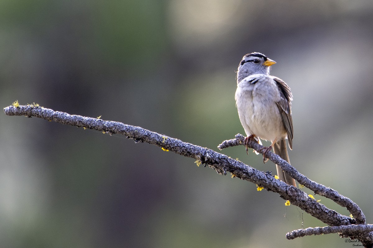 White-crowned Sparrow - ML612642234