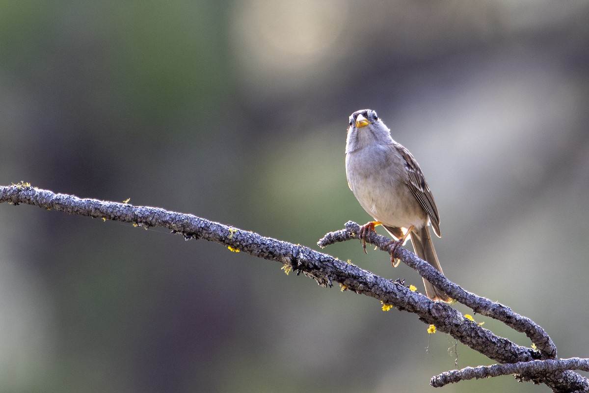 White-crowned Sparrow - David Schoen