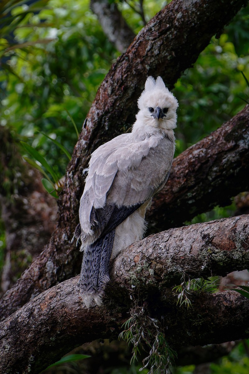 Harpy Eagle - Johnnier Arango 🇨🇴 theandeanbirder.com