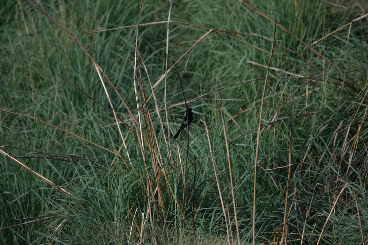 Fan-tailed Widowbird - ML612642413