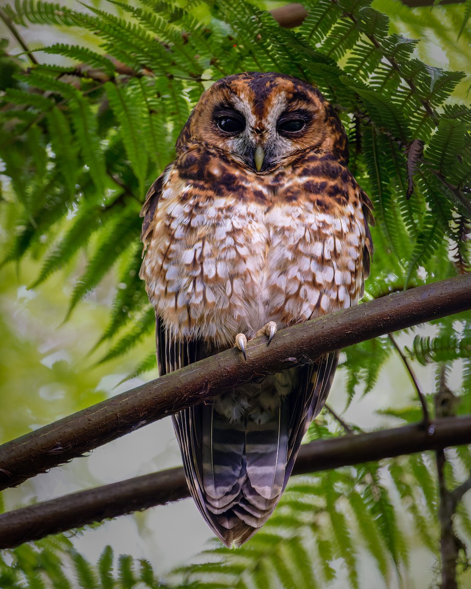 Rufous-banded Owl - ML612642451
