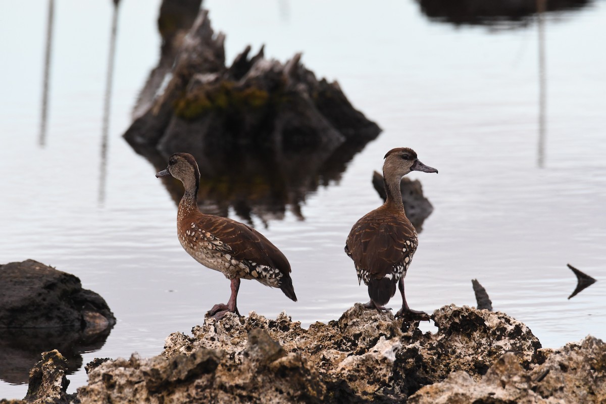 Spotted Whistling-Duck - ML612642599