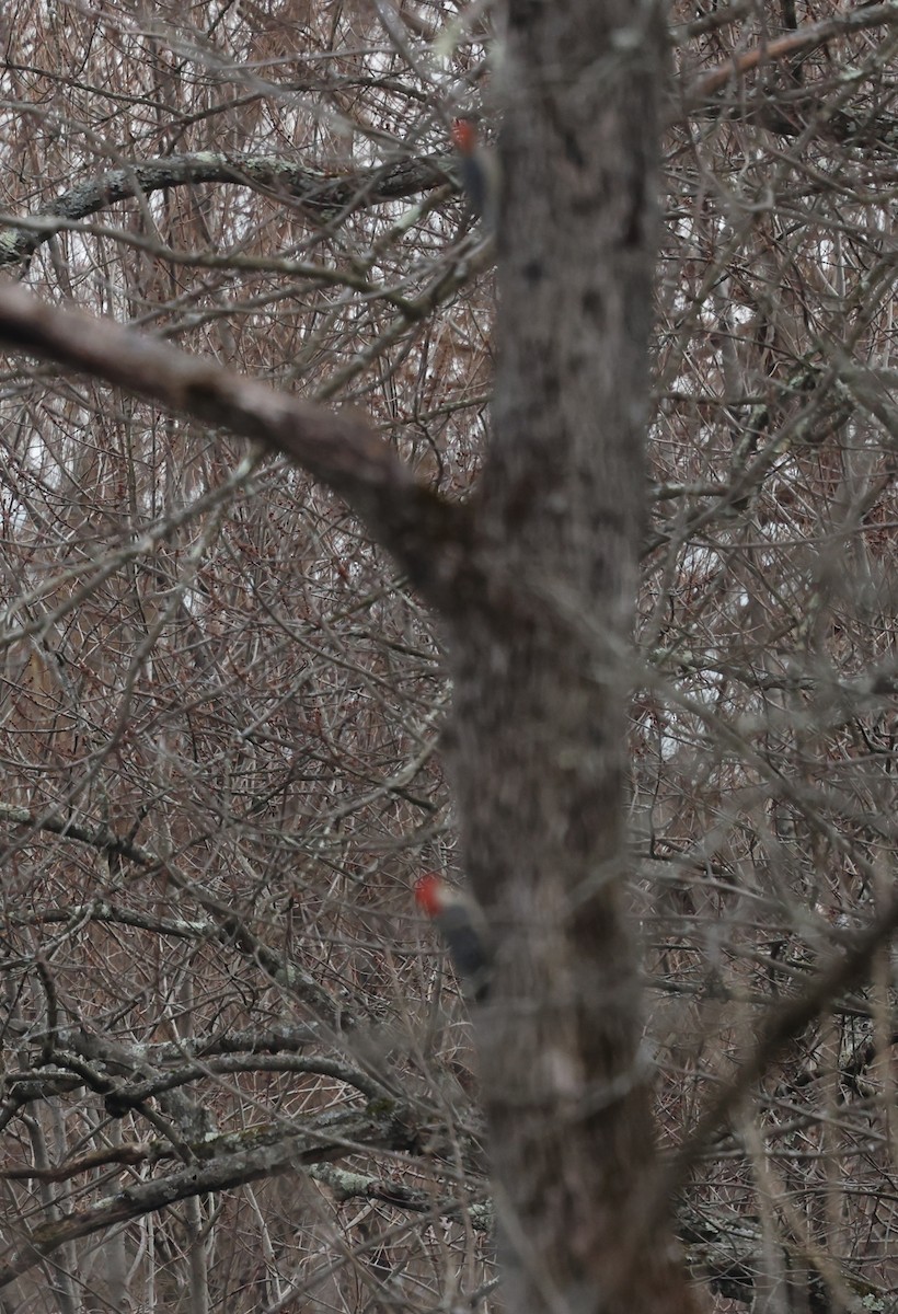 Red-bellied Woodpecker - ML612642650