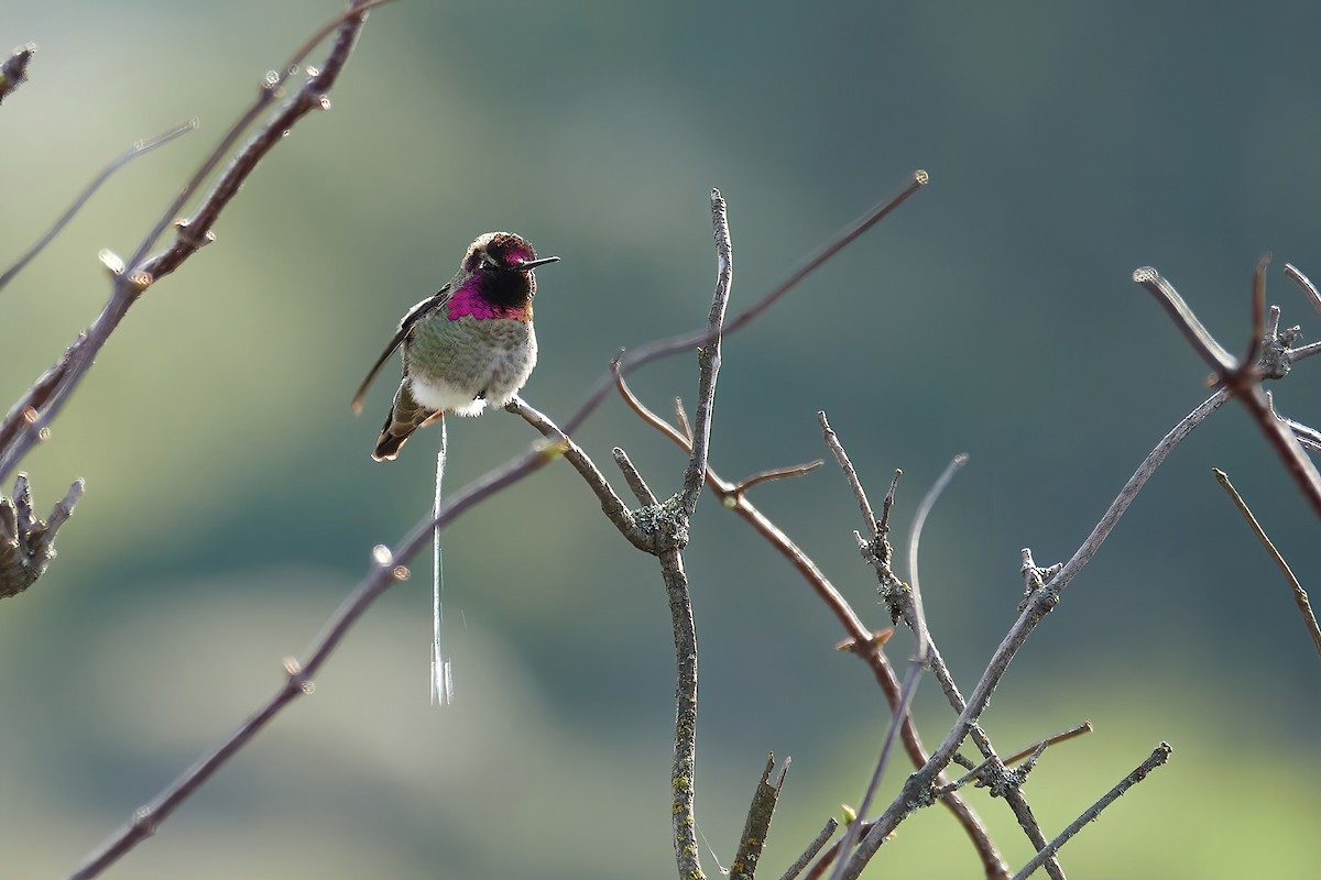 Anna's Hummingbird - ML612642749
