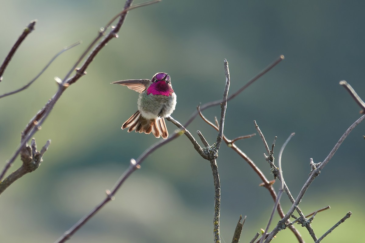 Anna's Hummingbird - ML612642750