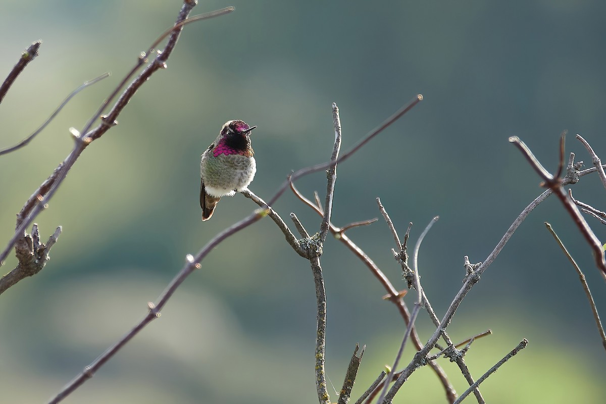 Anna's Hummingbird - ML612642751