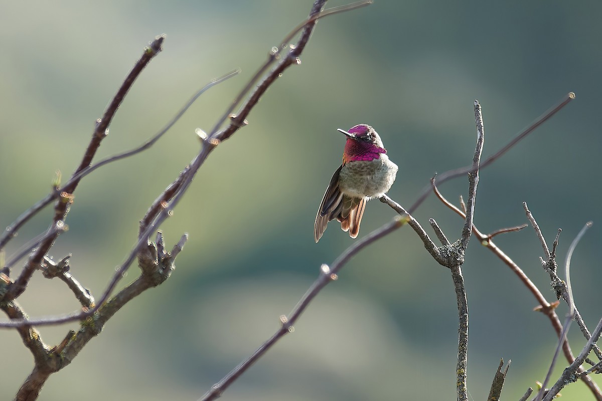 Anna's Hummingbird - ML612642752