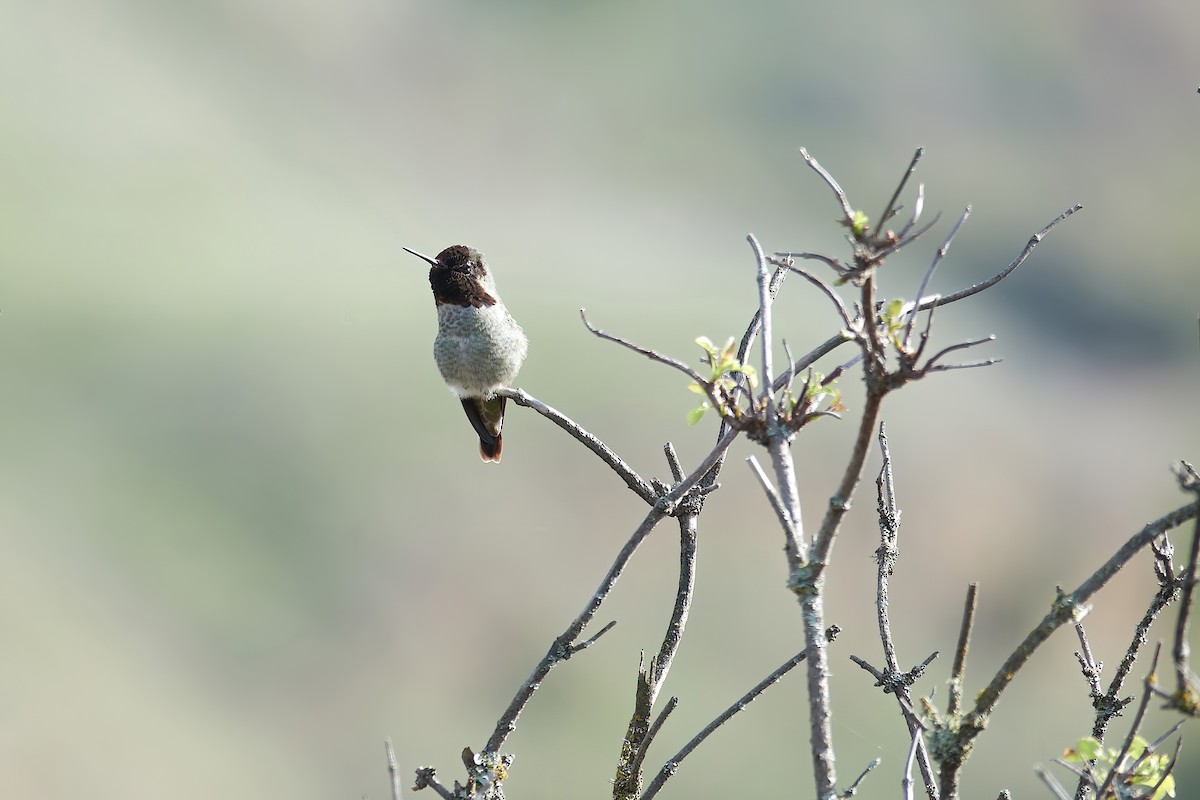 Anna's Hummingbird - ML612642753