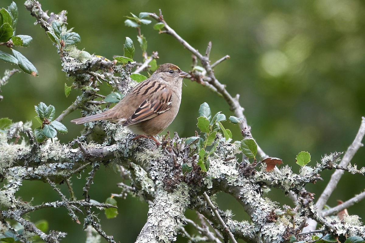Golden-crowned Sparrow - ML612642827