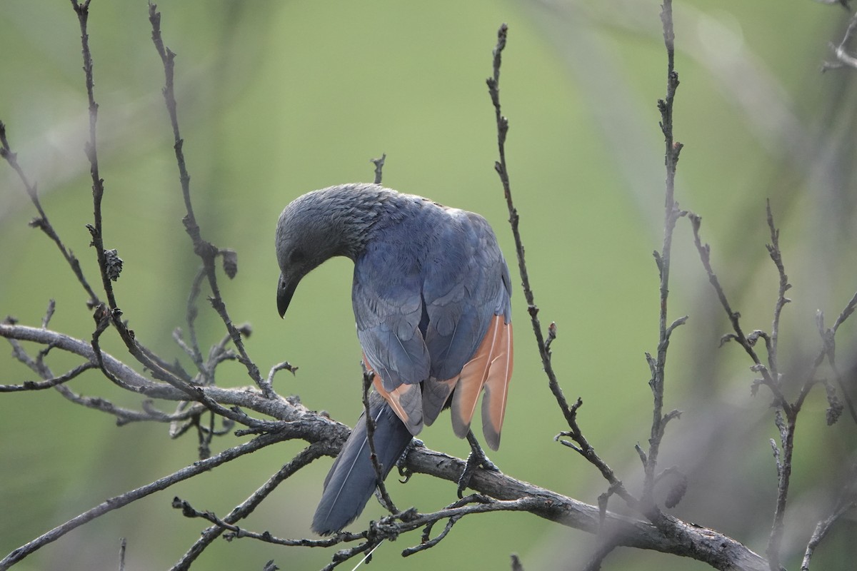 Red-winged Starling - ML612642897