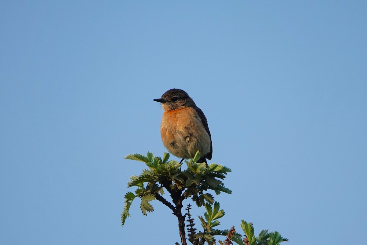 African Stonechat - ML612642972