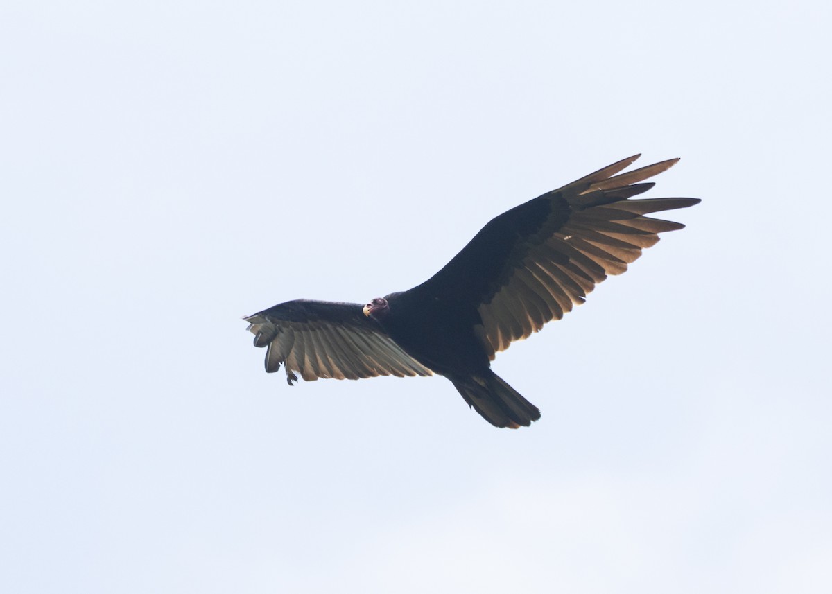 Turkey Vulture (Tropical) - ML612643034