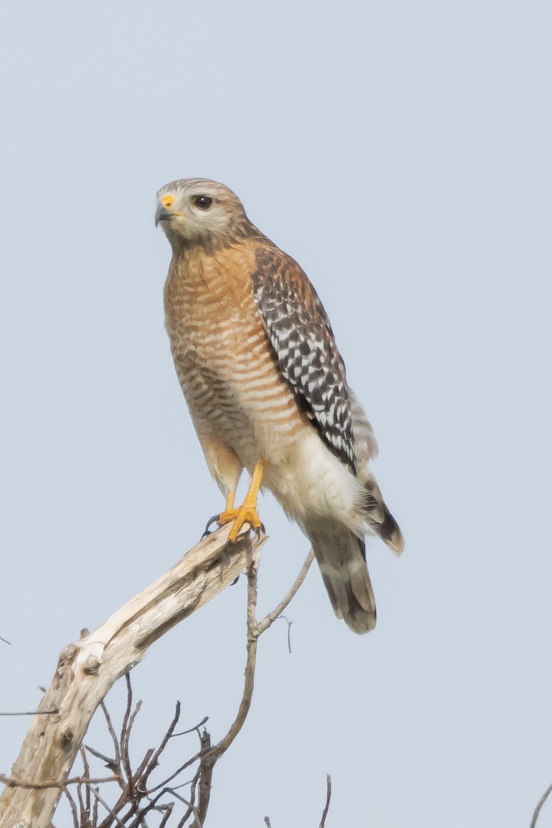 eBird Pacific Northwest Checklist - 6 Dec 2023 - Frog Pond WMA--Lucky ...