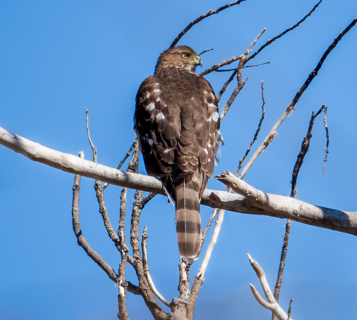 Cooper's Hawk - ML612643144