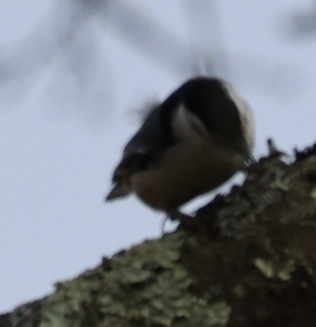 White-breasted Nuthatch - ML612643596