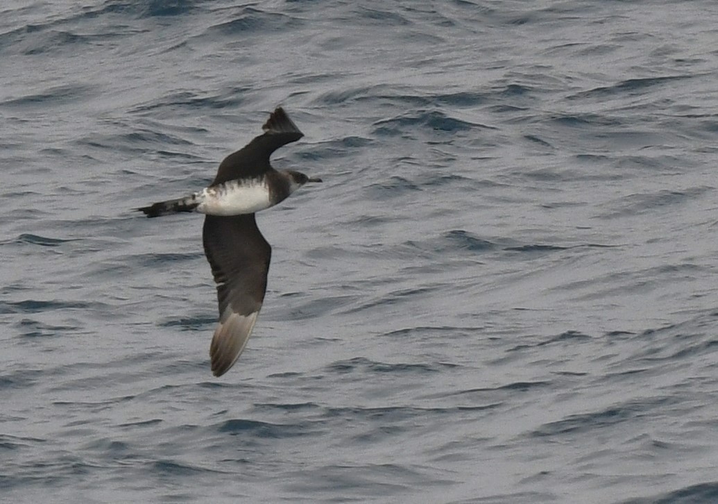 New Zealand Bird Atlas Checklist Dec Chatham Islands The Pyramid Offshore