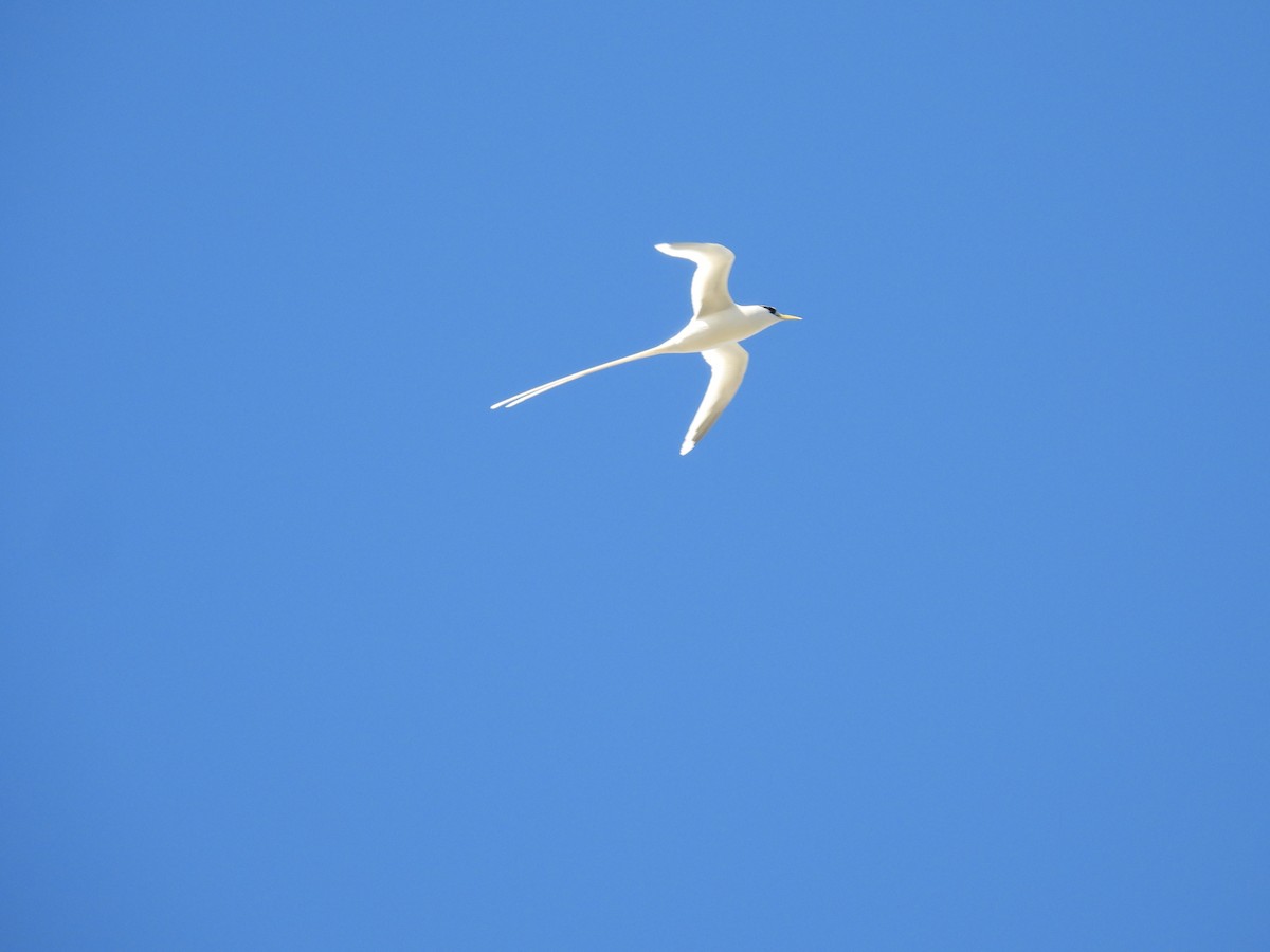 White-tailed Tropicbird - ML612644194