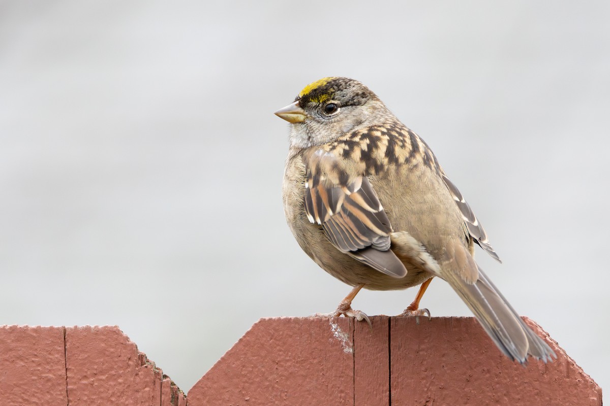 Golden-crowned Sparrow - ML612644364