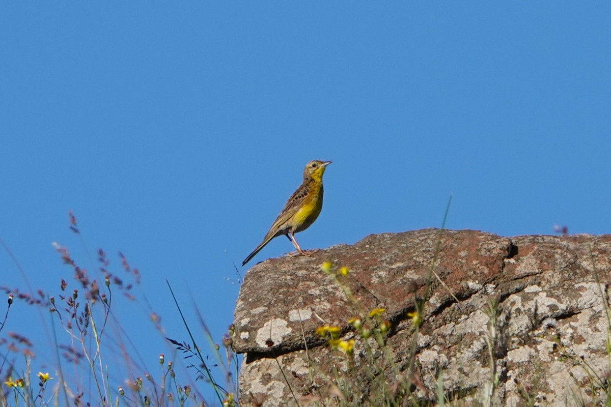 Yellow-breasted Pipit - ML612644413