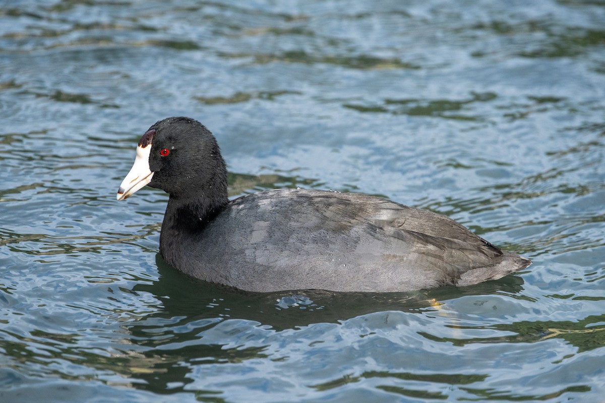 American Coot - Brent Reed