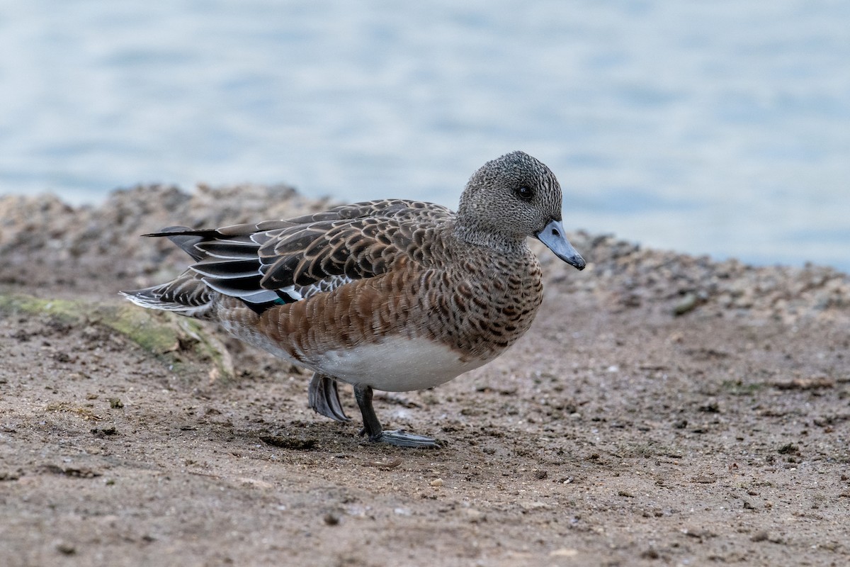 American Wigeon - Brent Reed