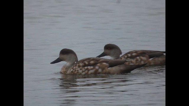 Crested Duck - ML612644997