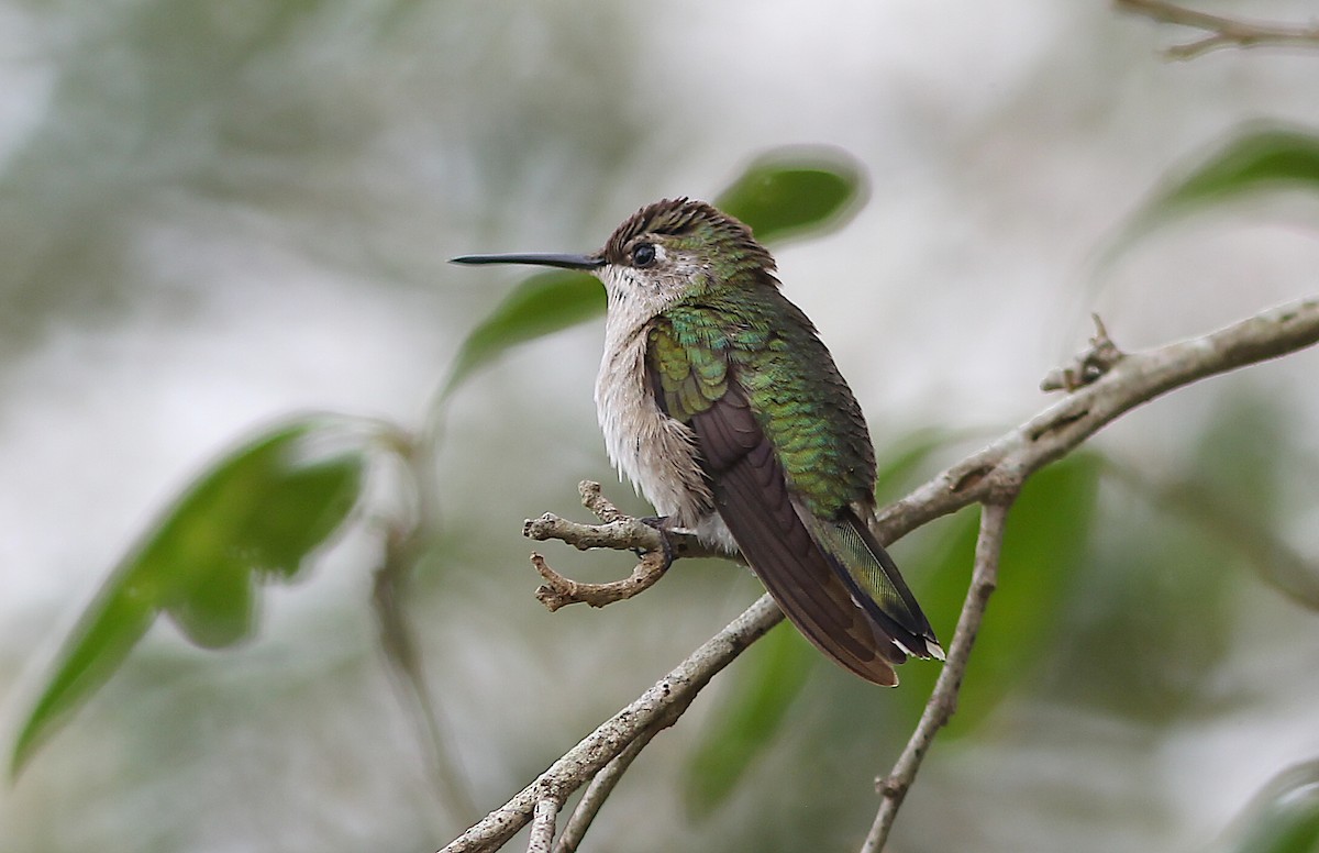 Black-chinned Hummingbird - ML612645340
