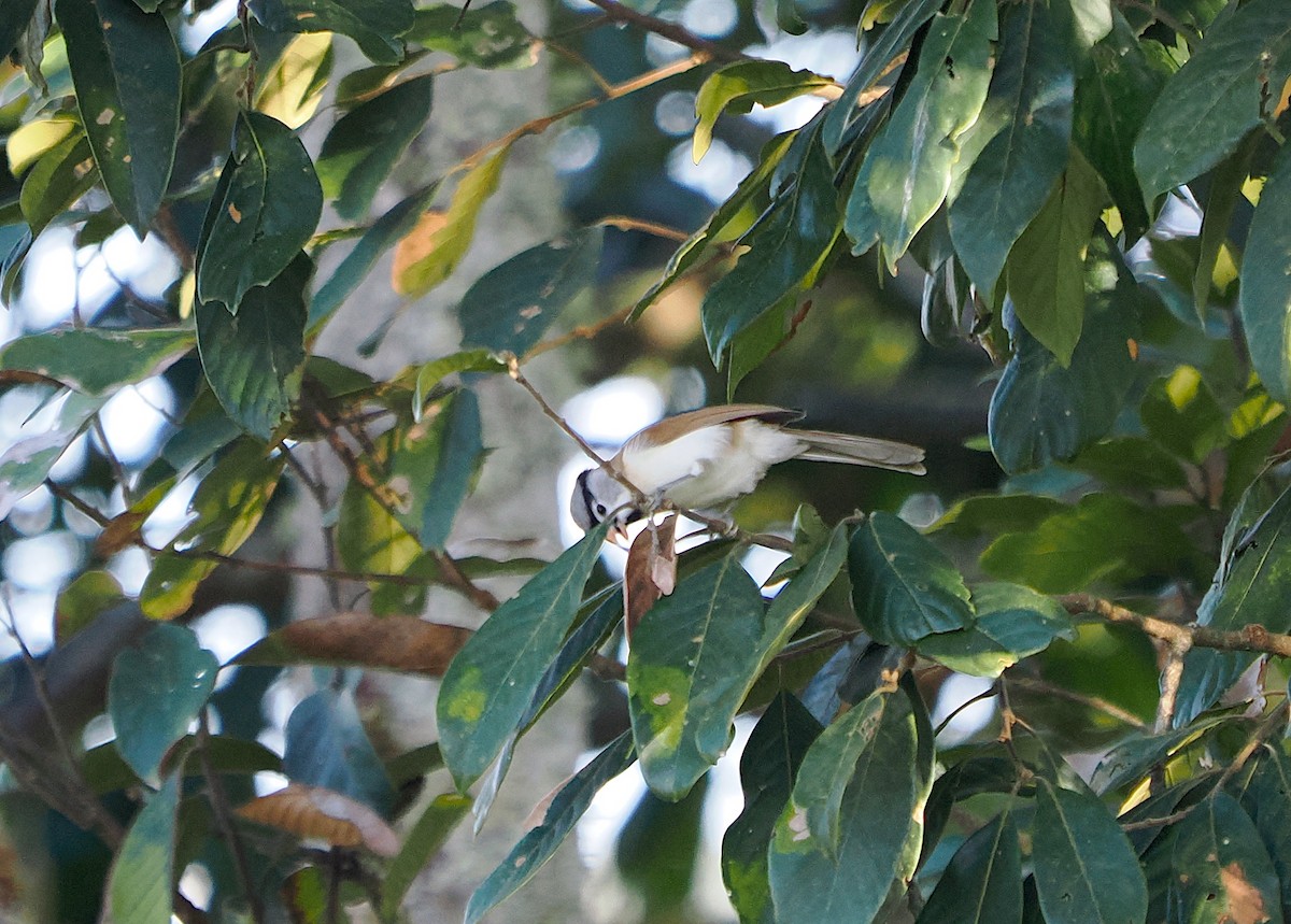 Gray-headed Parrotbill - Luckchai Phonwijit