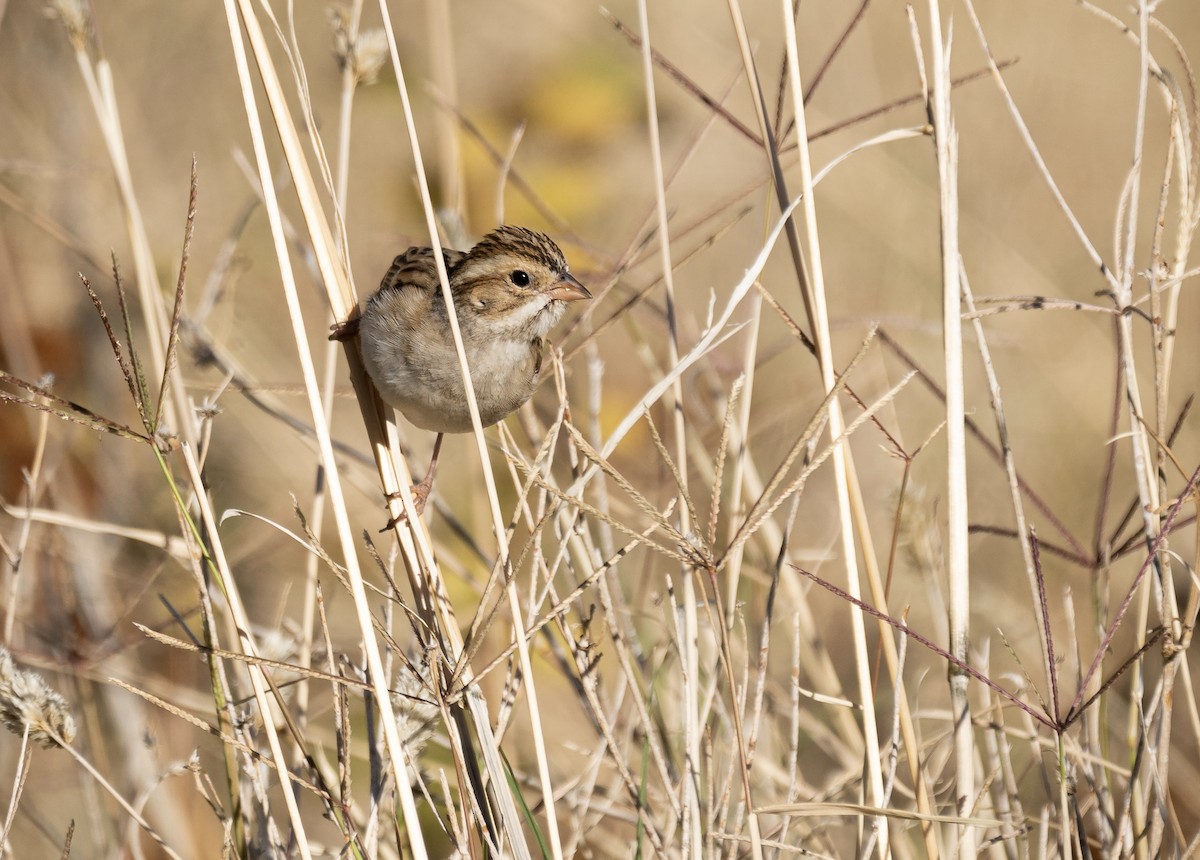 Clay-colored Sparrow - ML612645518