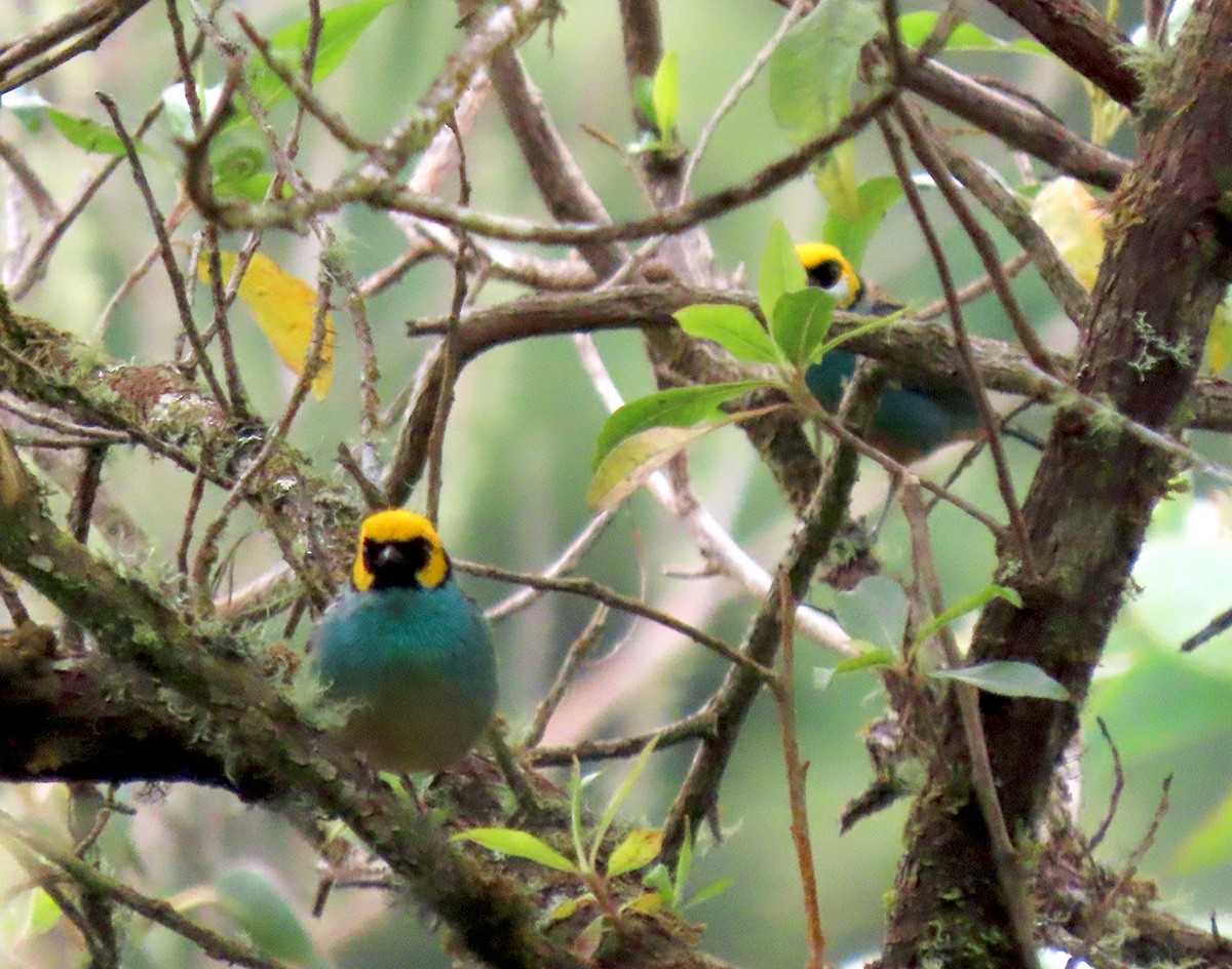 Saffron-crowned Tanager - ML612645609