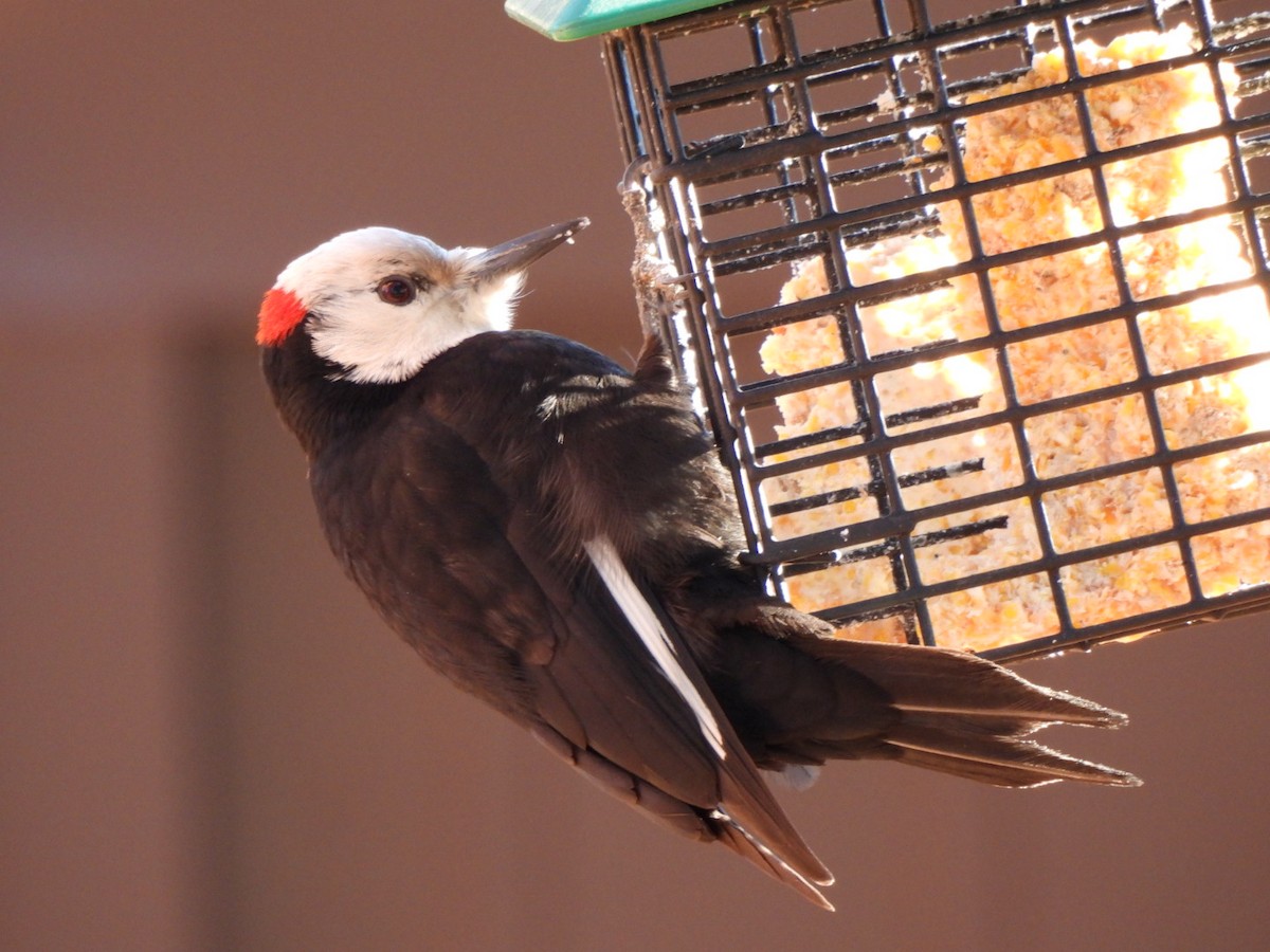 White-headed Woodpecker - ML612645848