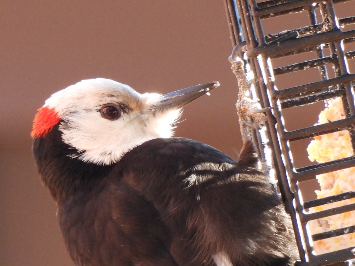 White-headed Woodpecker - ML612645850