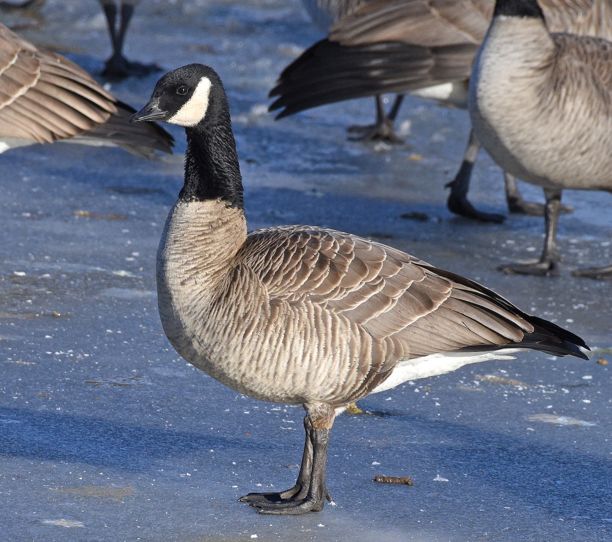 Cackling Goose (Richardson's) - ML612645869