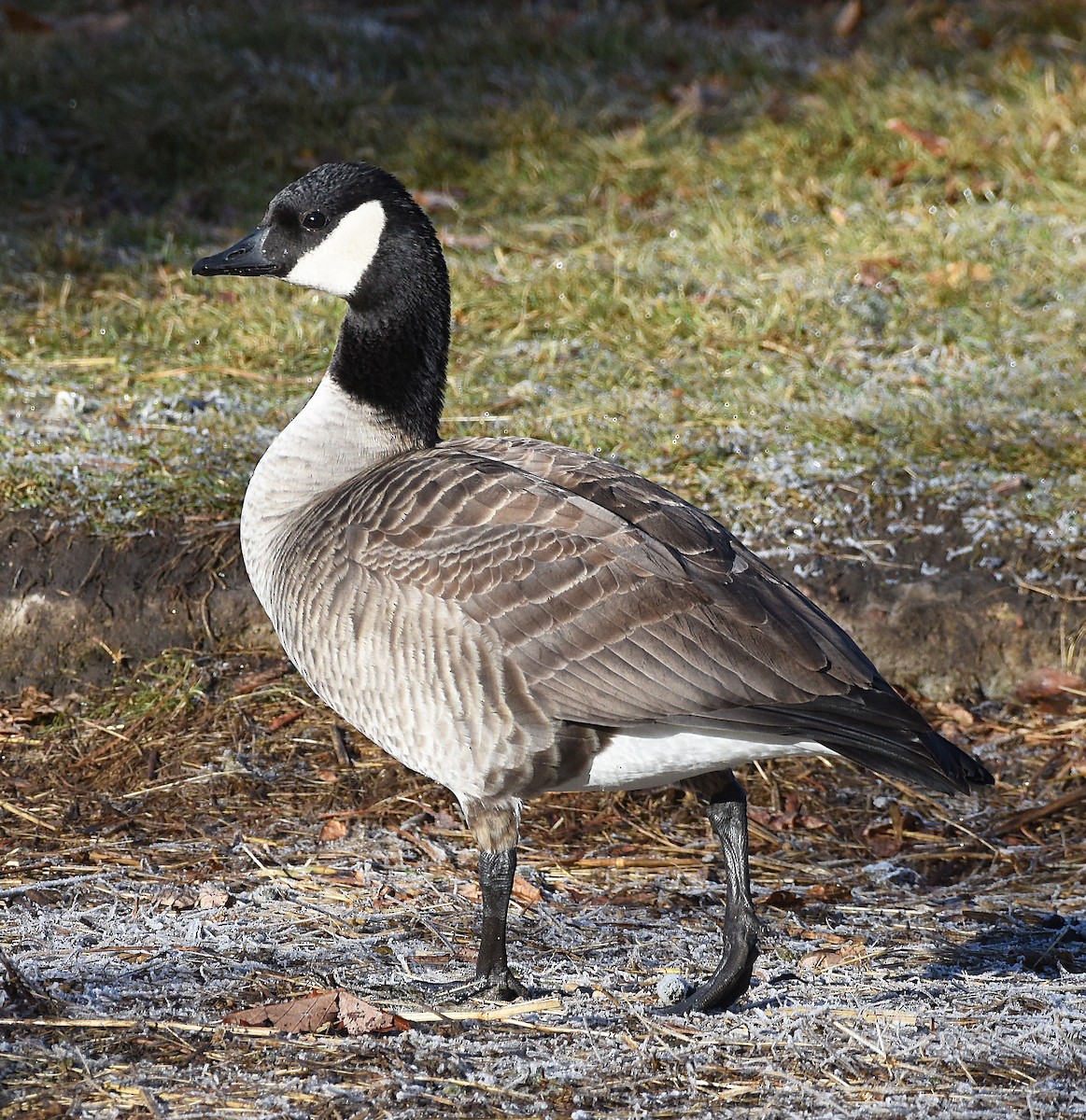 Cackling Goose (Richardson's) - ML612645870