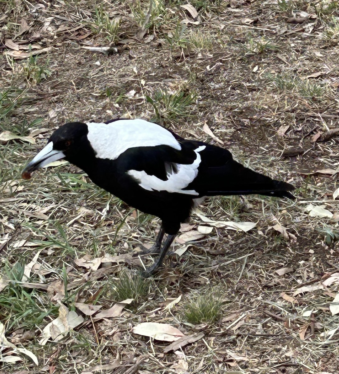 Australian Magpie (White-backed) - ML612645885