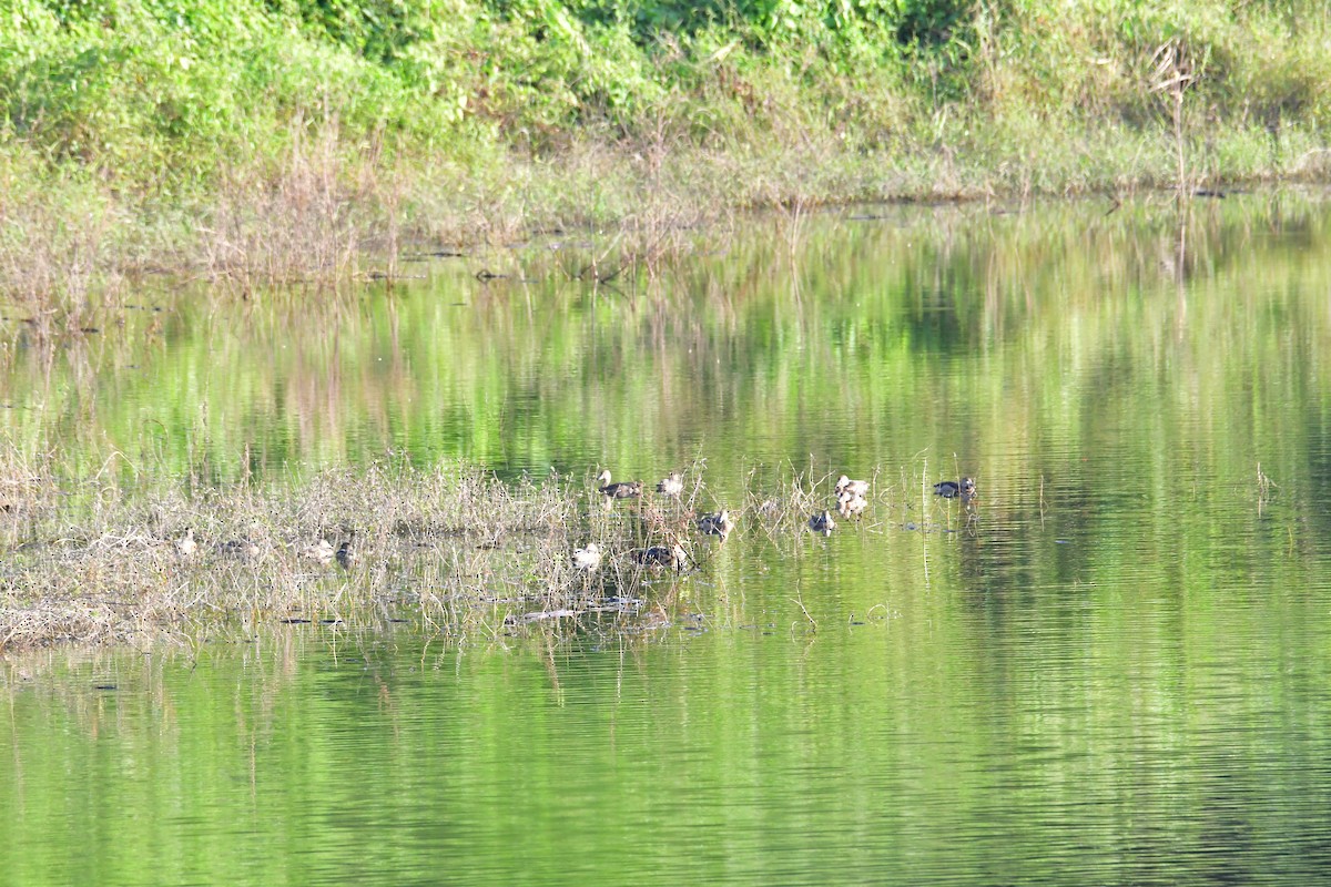 Ebird Checklist Dec Kaeng Krachan Np Km Vicinity Species Other Taxa