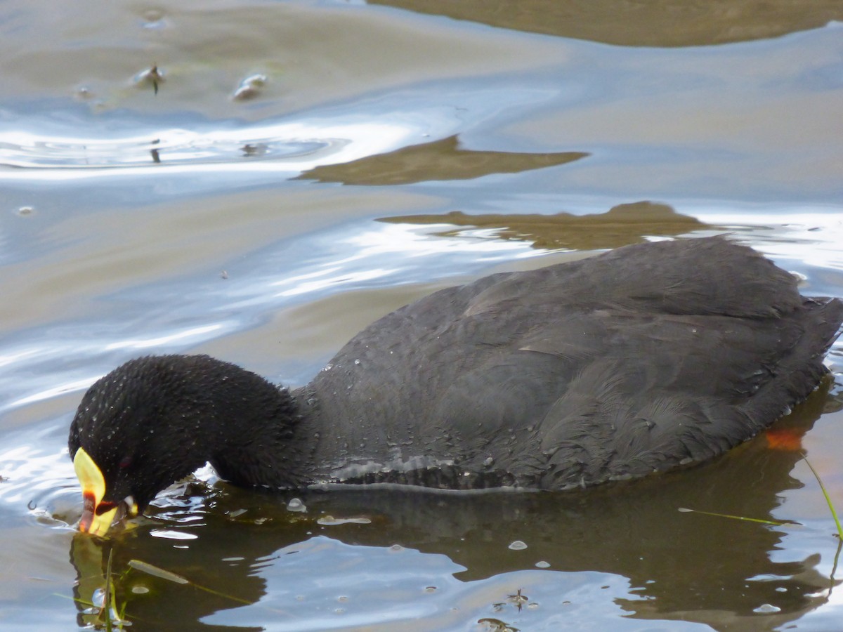 Red-gartered Coot - ML612646159