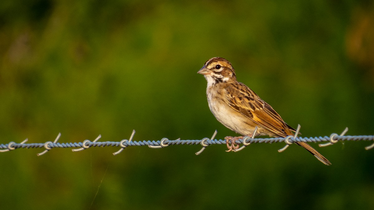 Lark Sparrow - Aquiles Brinco