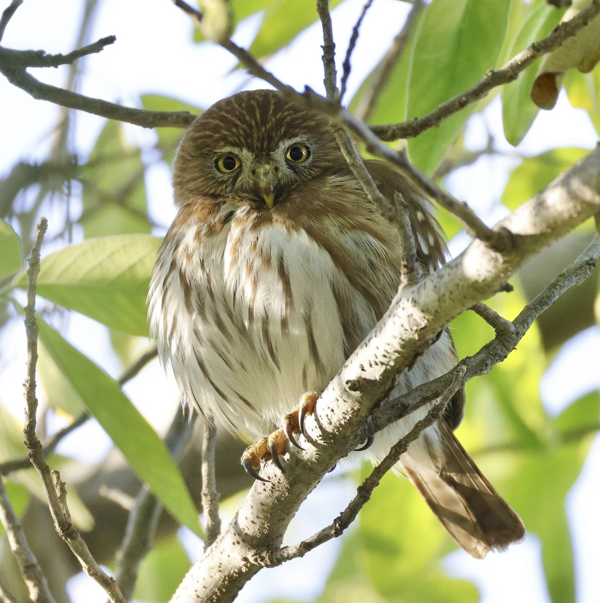 Ferruginous Pygmy-Owl - ML612646222