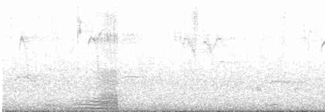 Шилохвіст жовтодзьобий - ML612646224